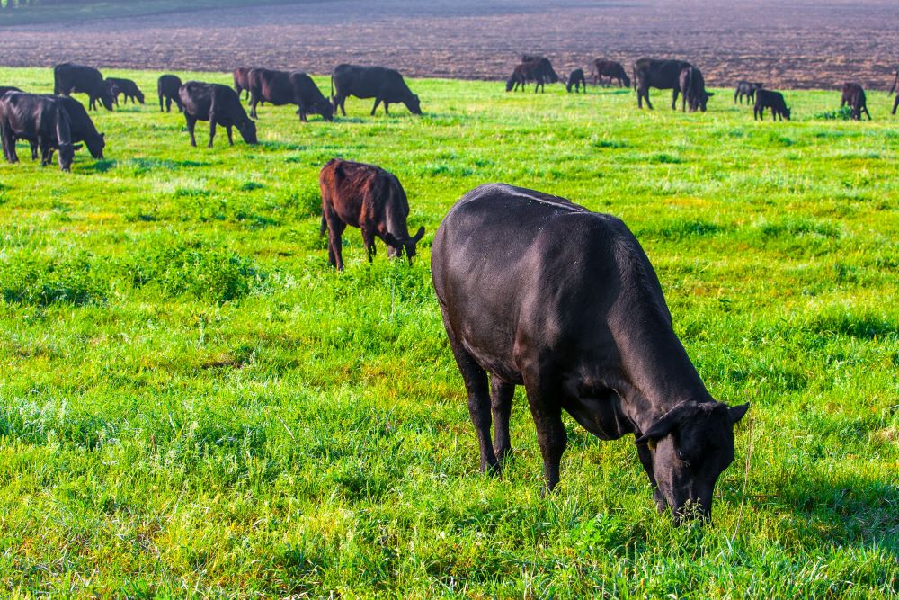 farm-to-freezer-angus-cattle-2